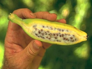 El hongo Sigatoka negra (Mycosphaerella fijiensis var. Difformis), es un organismo que invade  el interior de la planta, se reproduce y utiliza los recursos nutritivos de la planta para su metabolismo.  